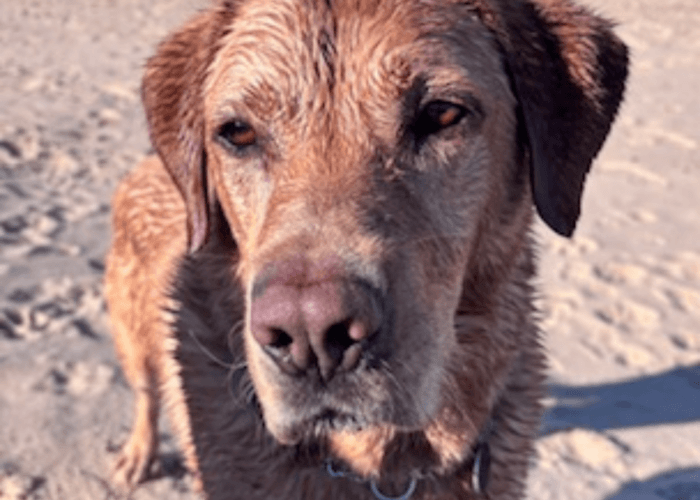 Retired police dog Hunter at the beach