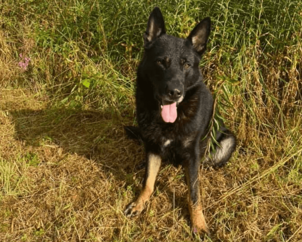 Retired police dog Krow out on a walk