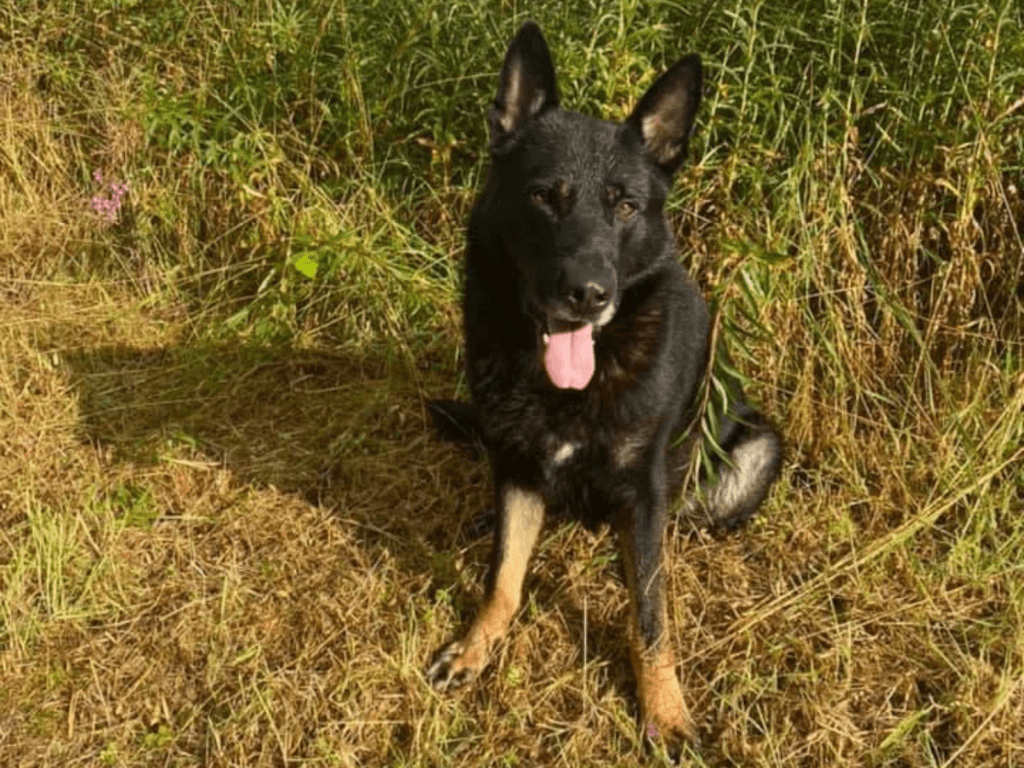 Retired police dog Krow out on a walk