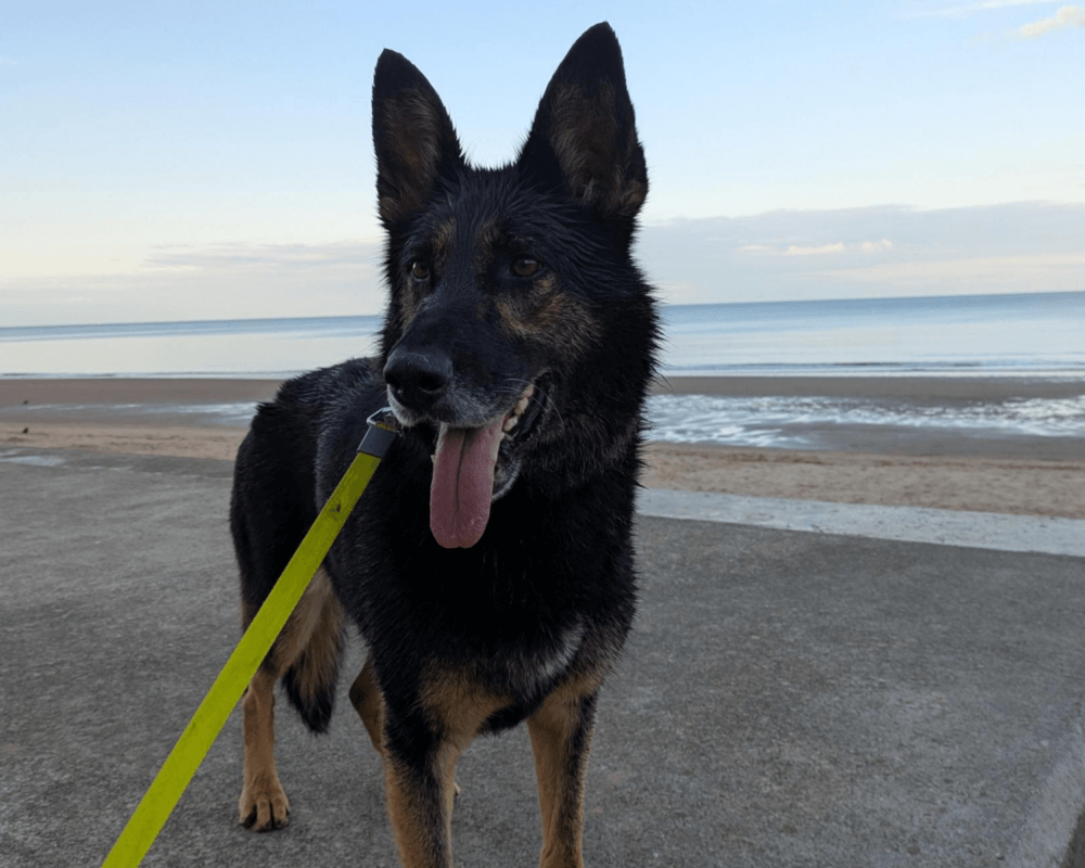 Retired police dog Stella on the lead enjoying a walk at the beach