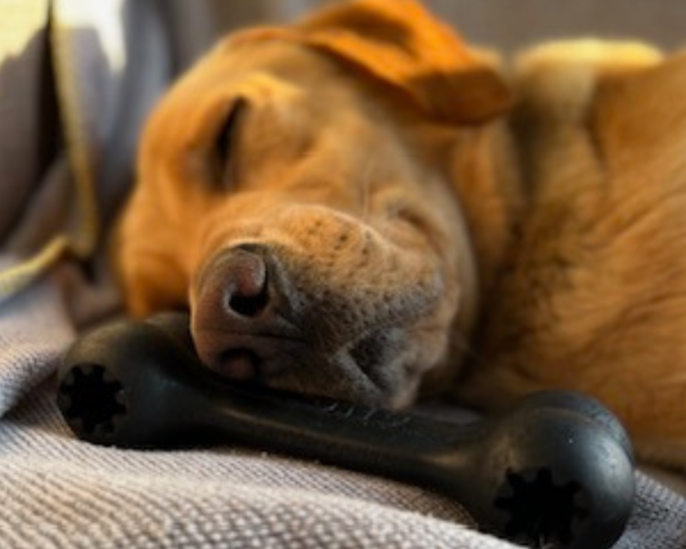 Retired police dog Hunter sleeping