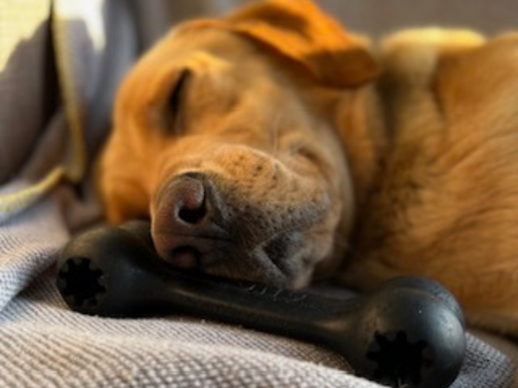 Retired police dog Hunter sleeping