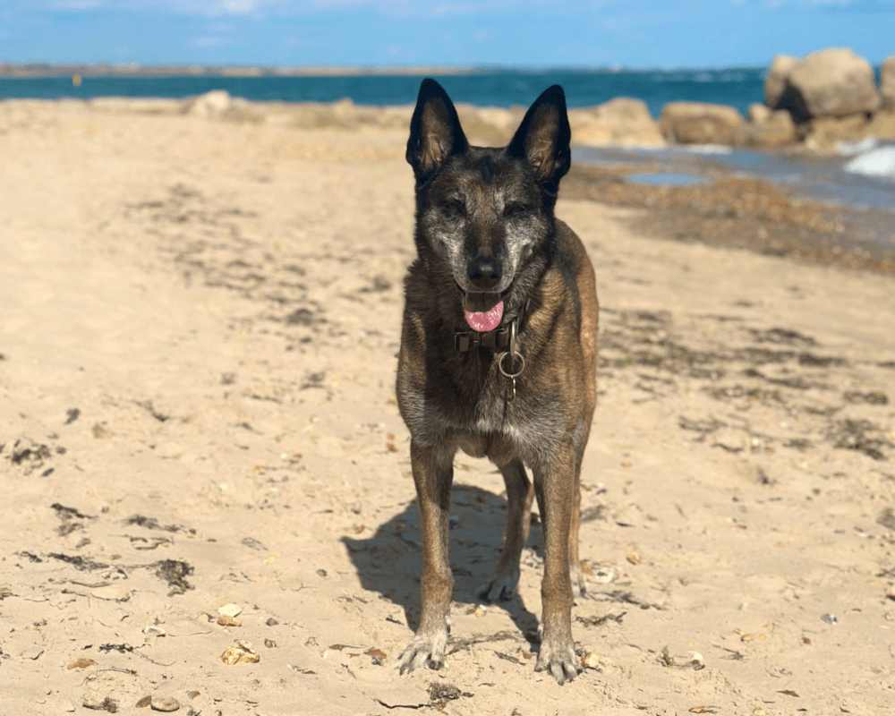 Retired police dog Eli enjoying a walk at the beach