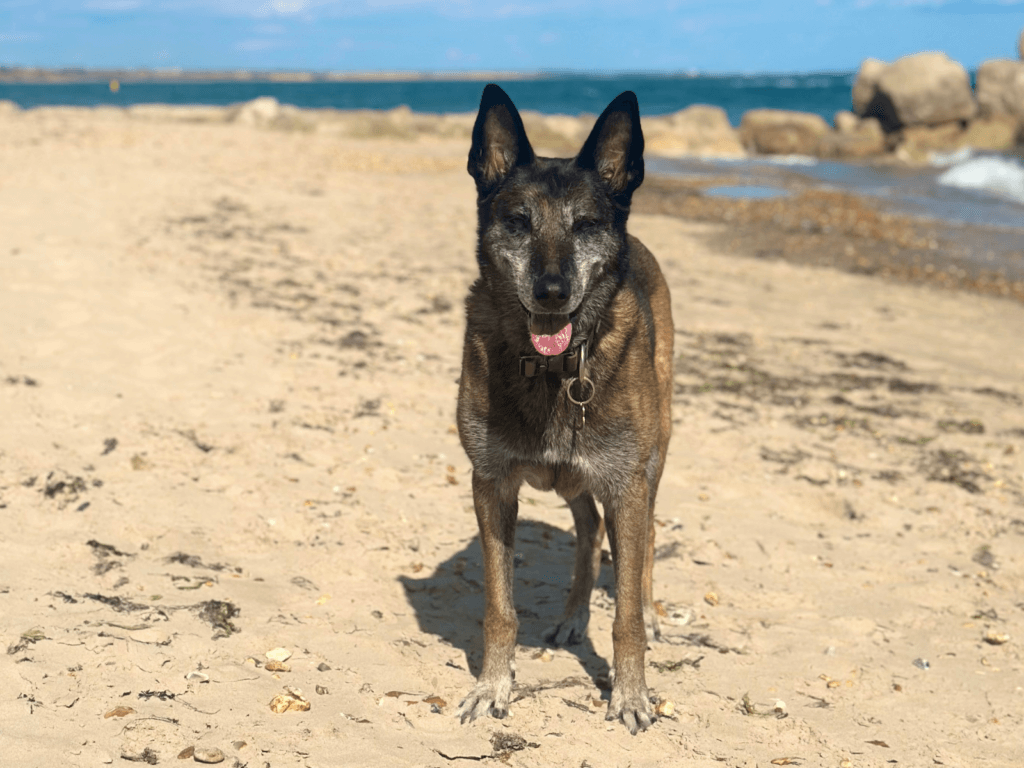 Retired police dog Eli enjoying a walk at the beach