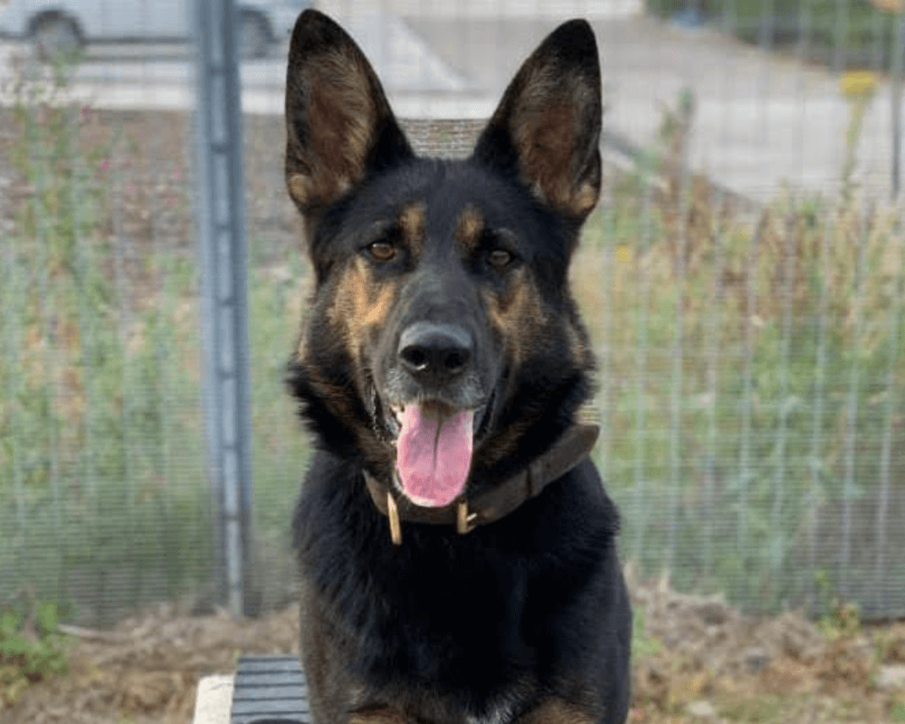 Retired police dog Stella looks at the camera