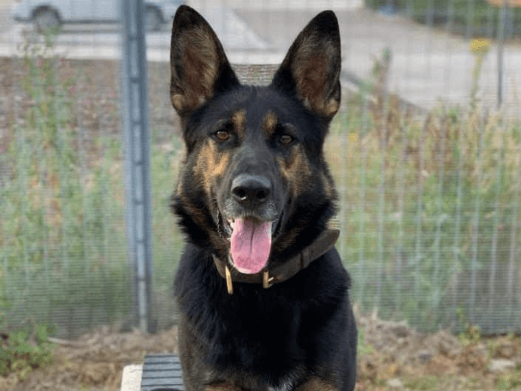 Retired police dog Stella looks at the camera