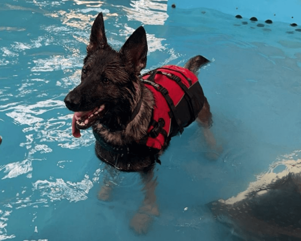 Retired police dog Drax swimming in the pool