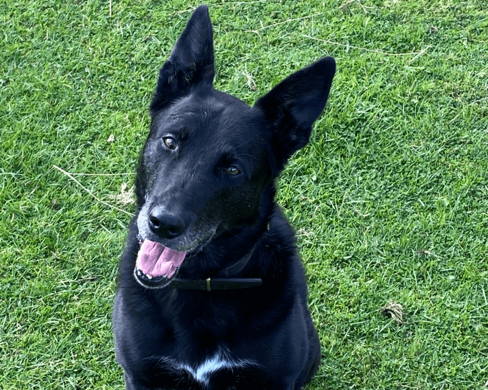 Retired police dog Don