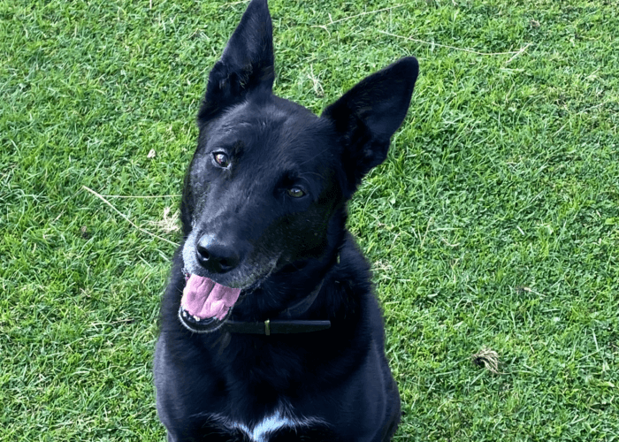 Retired police dog Don