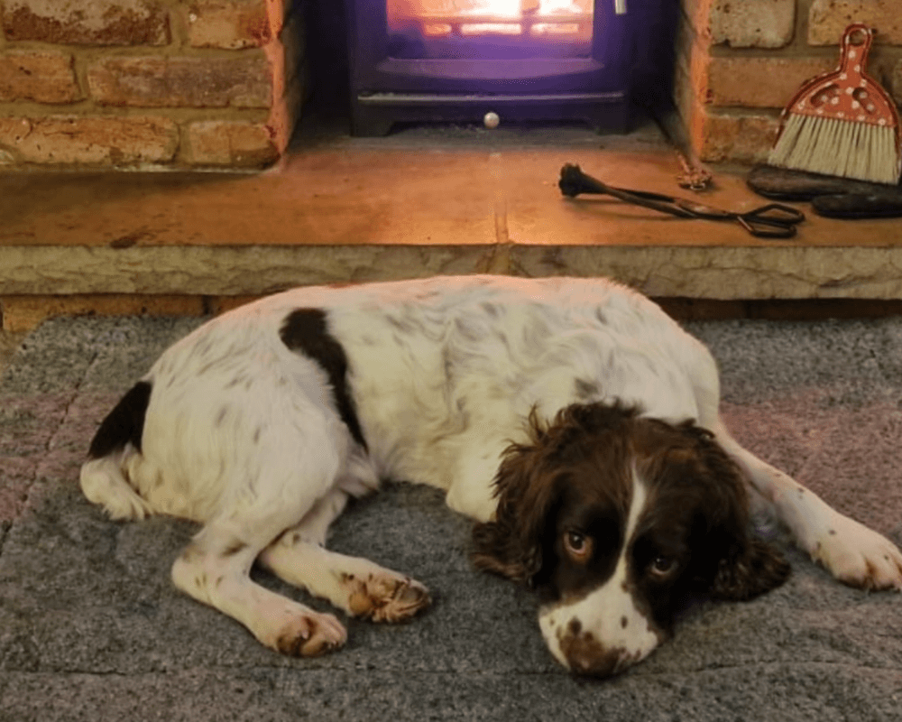 Retired police dog Max snoozes in front of the fire