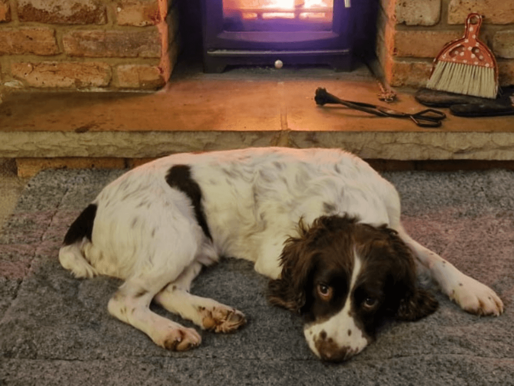 Retired police dog Max snoozes in front of the fire