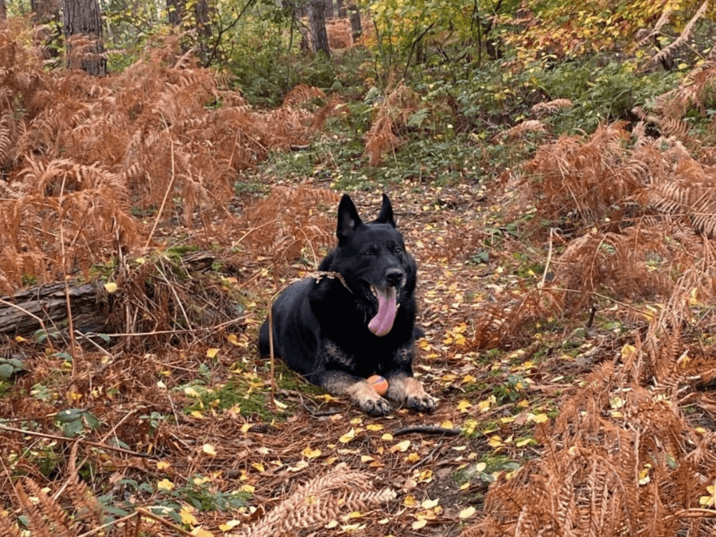 Retired police dog Krow lays in the leaves