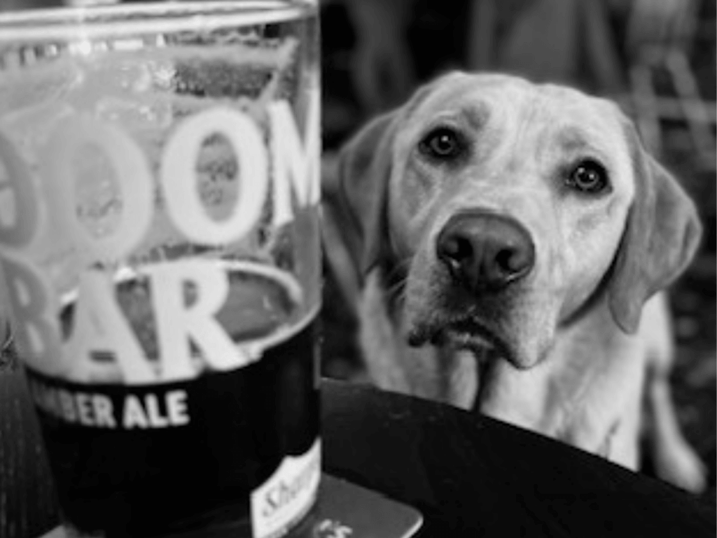 Retired police dog Hunter at the pub with his humans, black and white