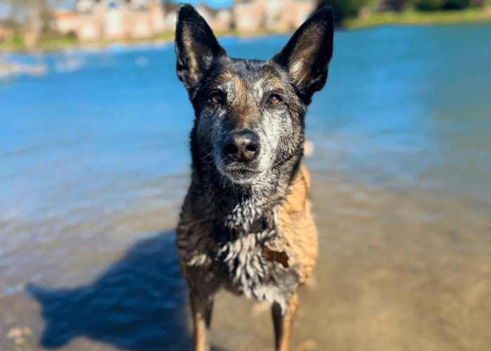 Retired police dog Eli paddles in the water