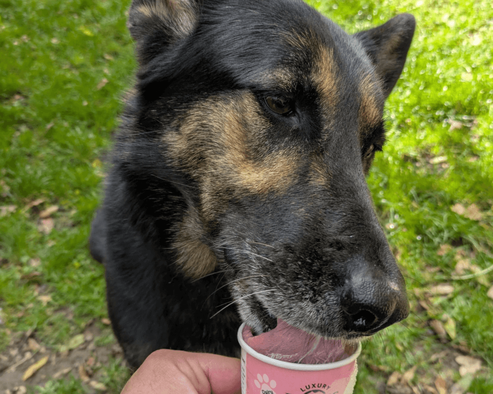 Retired police dog Stella enjoying some icecream