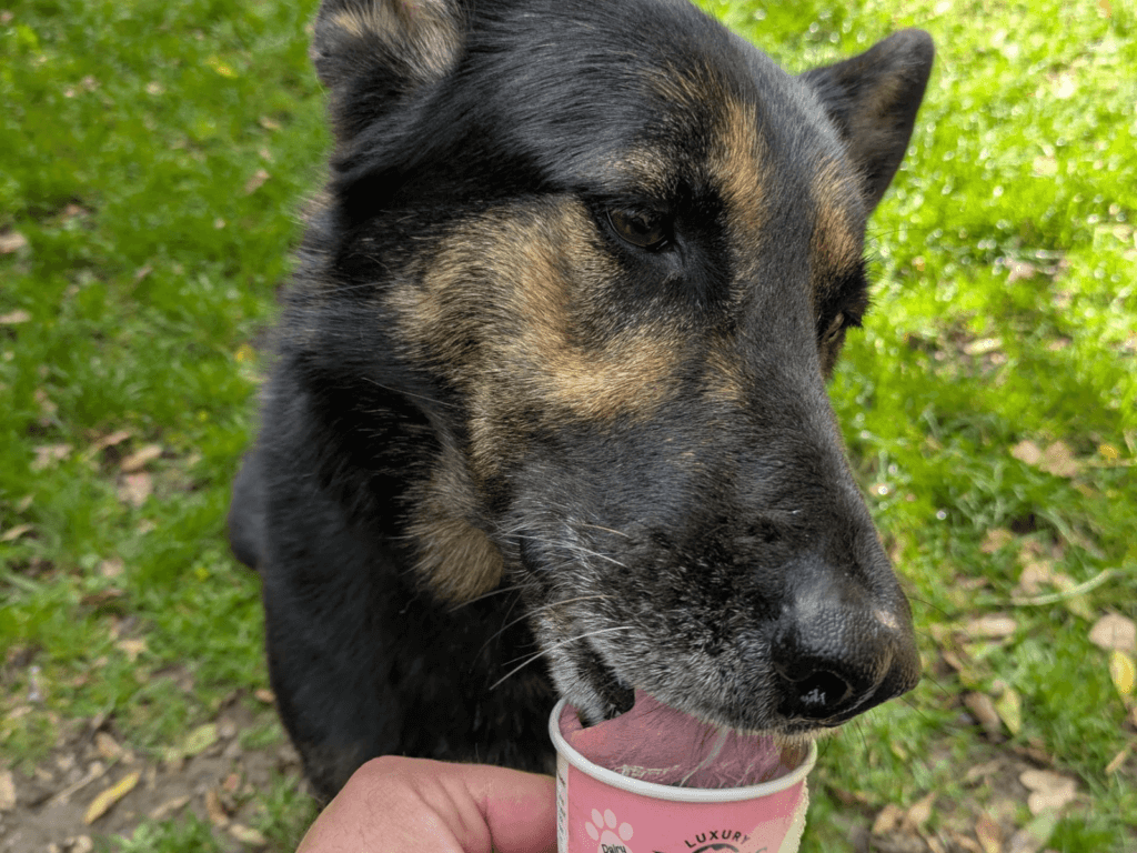 Retired police dog Stella enjoying some icecream