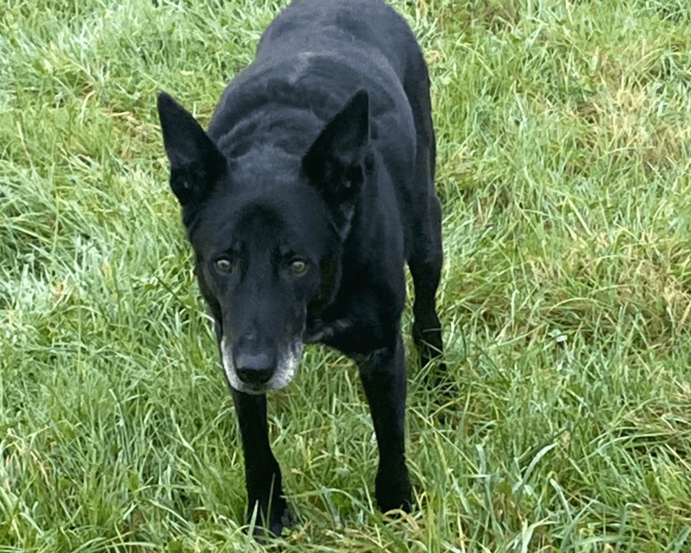 Retired police dog Don