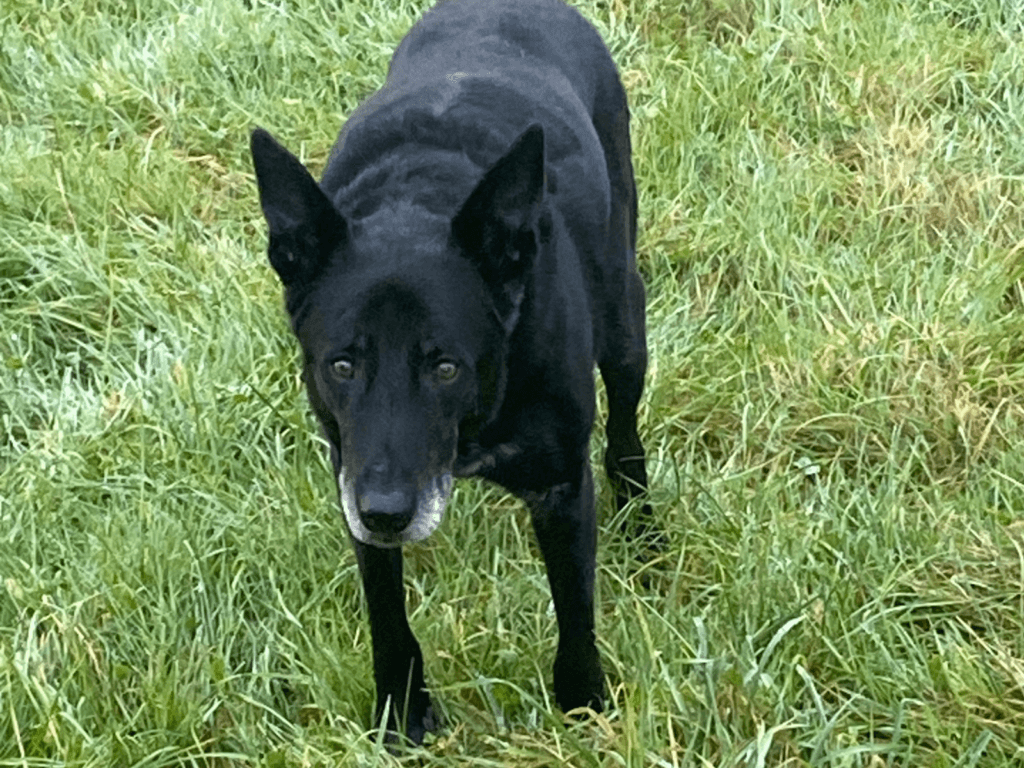 Retired police dog Don