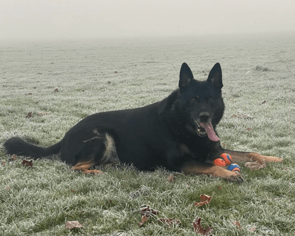Retired police dog Krow lays on the frosty grass with his toy