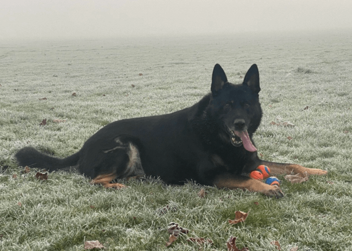 Retired police dog Krow lays on the frosty grass with his toy