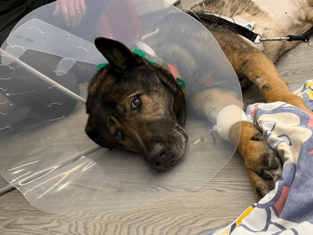 Retired police dog Bane at the vets following emergency treatment
