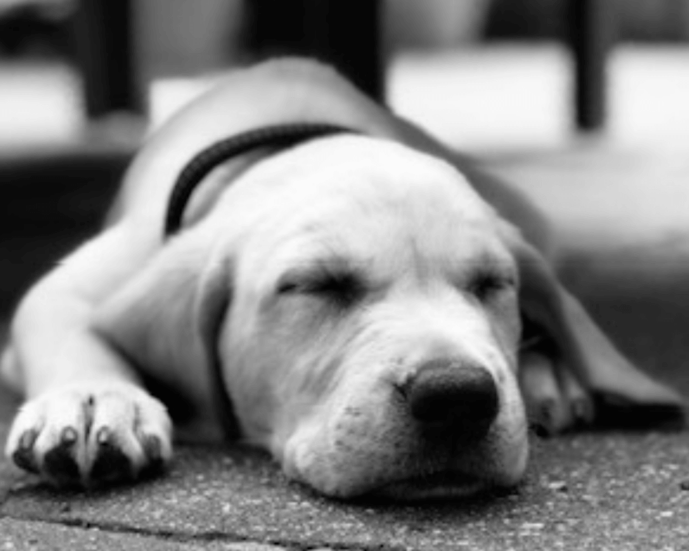 Police dog Hunter as a puppy, black and white photo