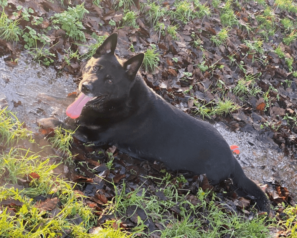 Retired police dog Krow lays in a muddy puddle