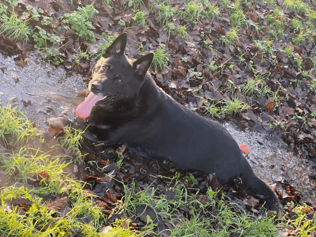 Retired police dog Krow lays in a muddy puddle
