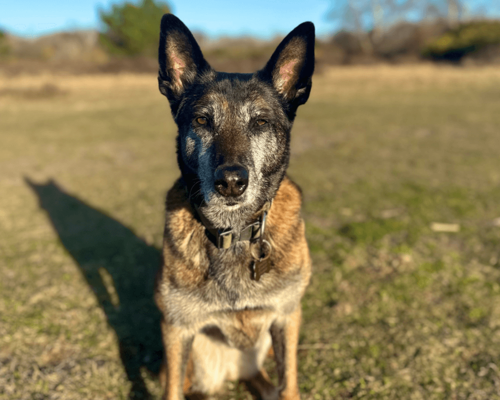 Retired police dog Eli sits in the grass