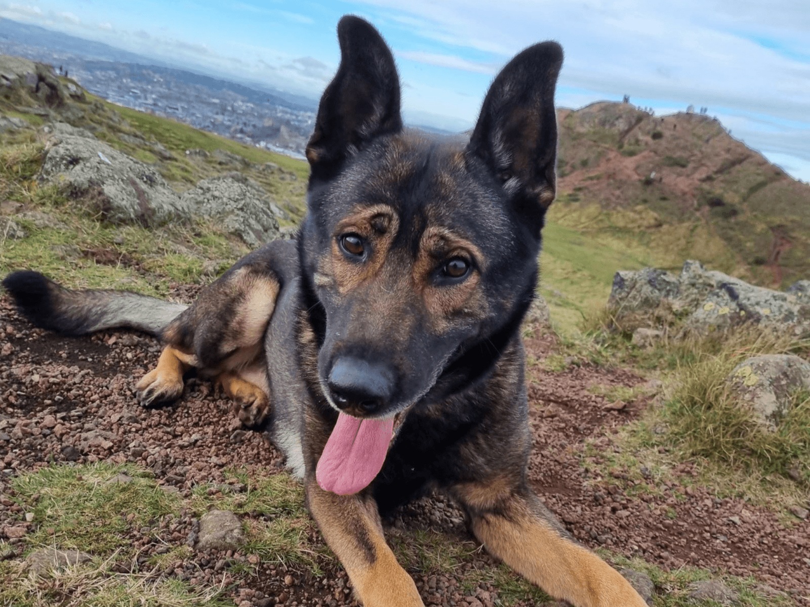 Retired police dog Bane looks at the camera with his tongue out