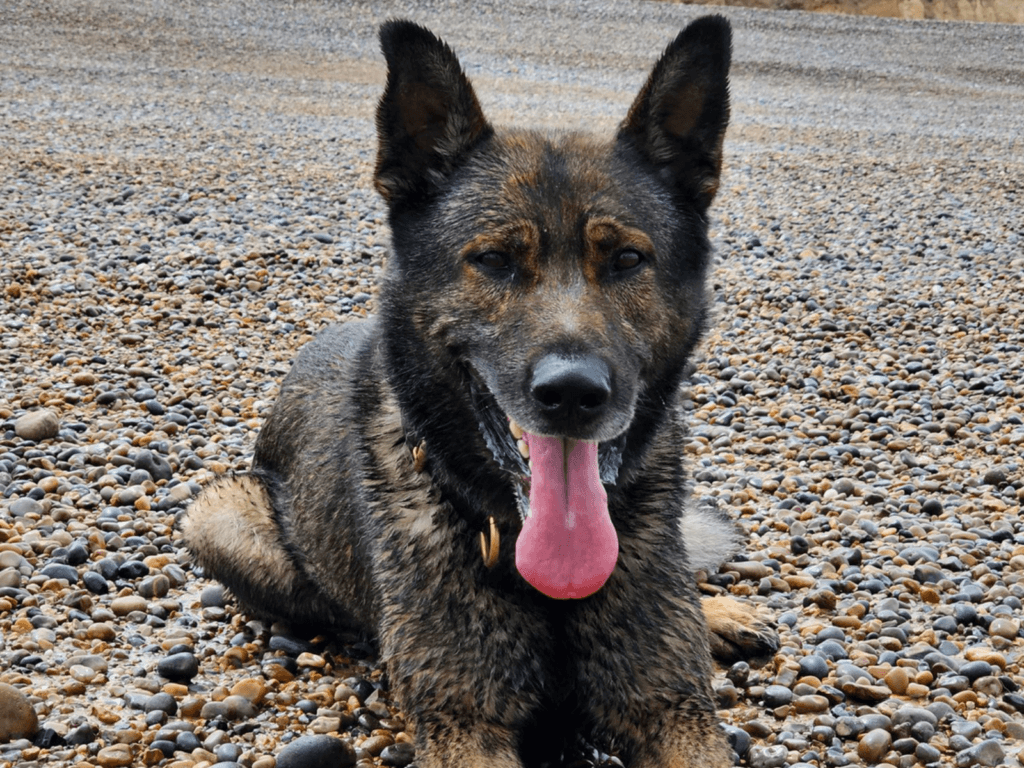 Retired police dog Bane enjoys a walk at the beach