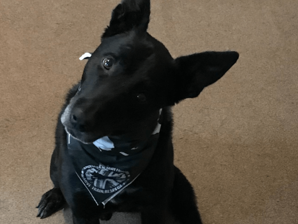 Retired police dog Don tilts her head at the camera