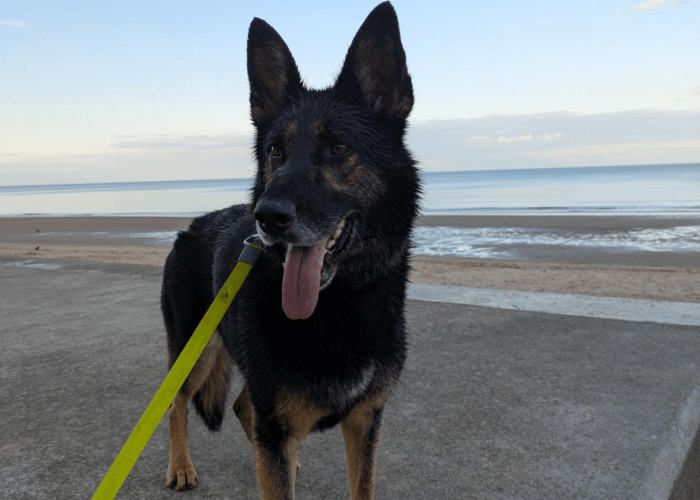 Retired police dog Stella on the lead enjoying a walk at the beach