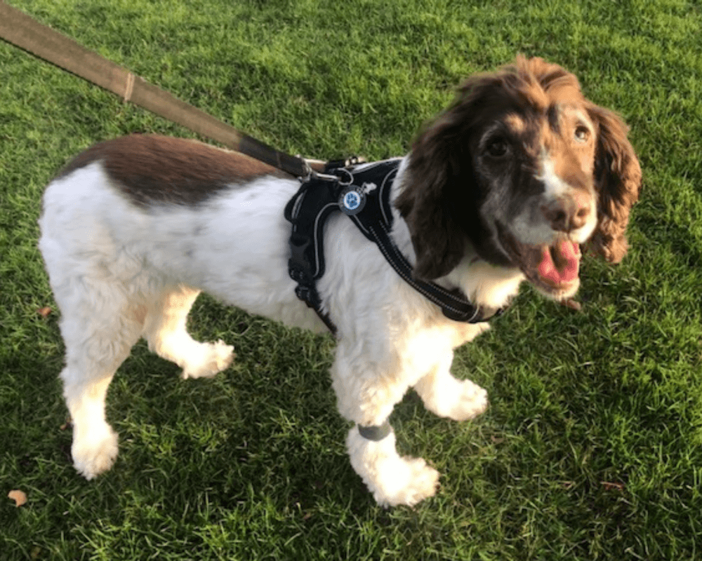 Retired police dog Bella