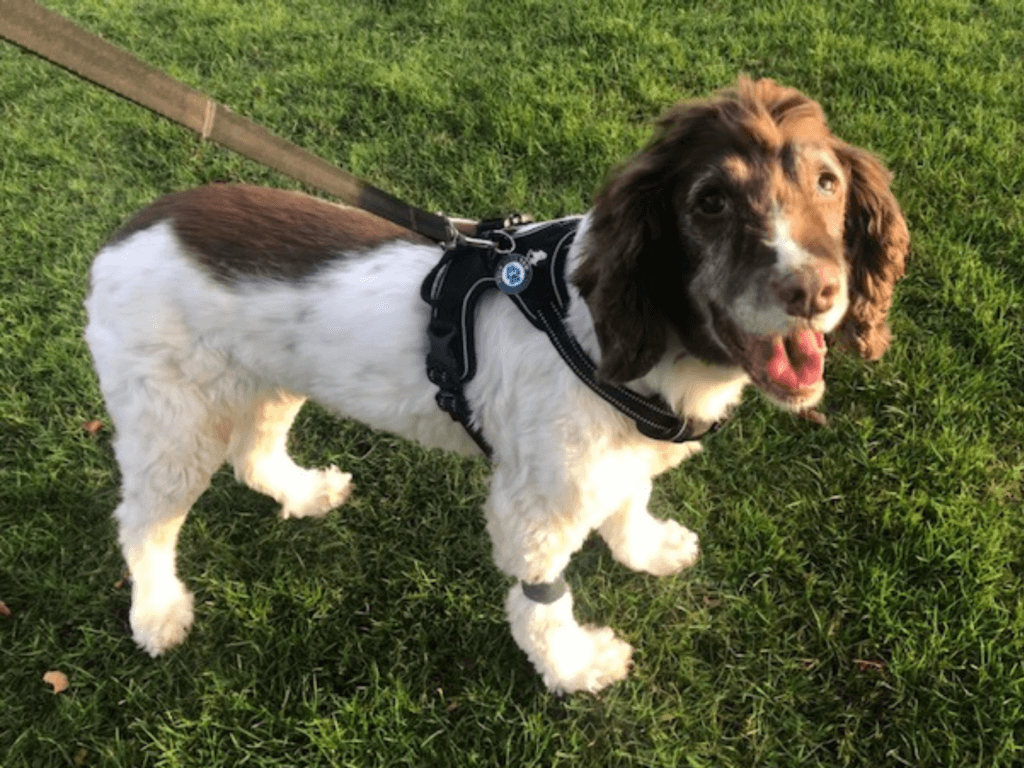 Retired police dog Bella