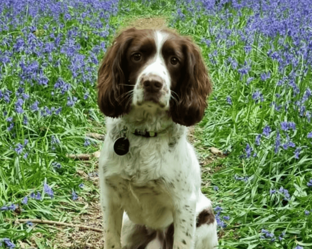 Retired police dog Max enjoying the bluebells on a walk