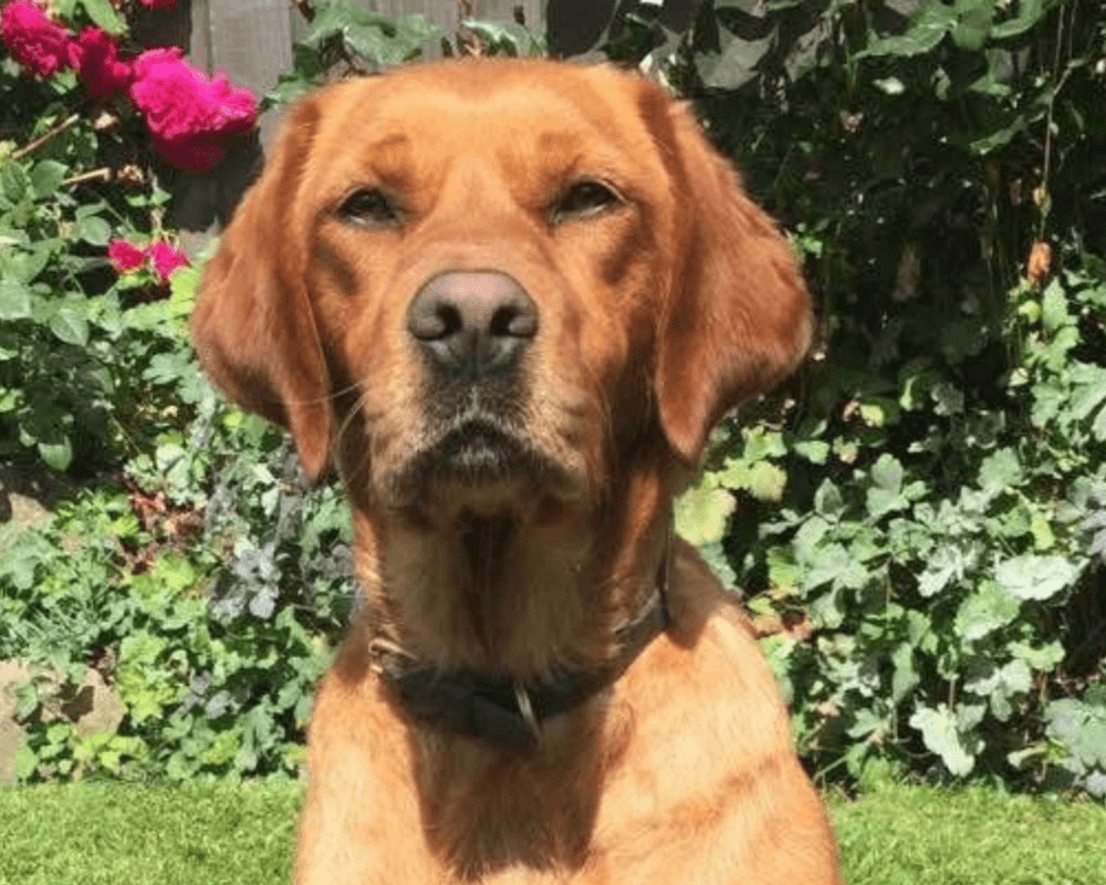 Retired police dog Tilly poses for the camera