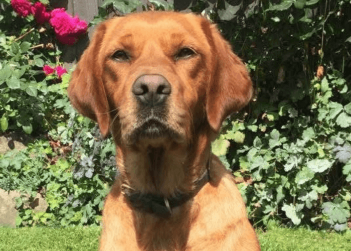 Retired police dog Tilly poses for the camera