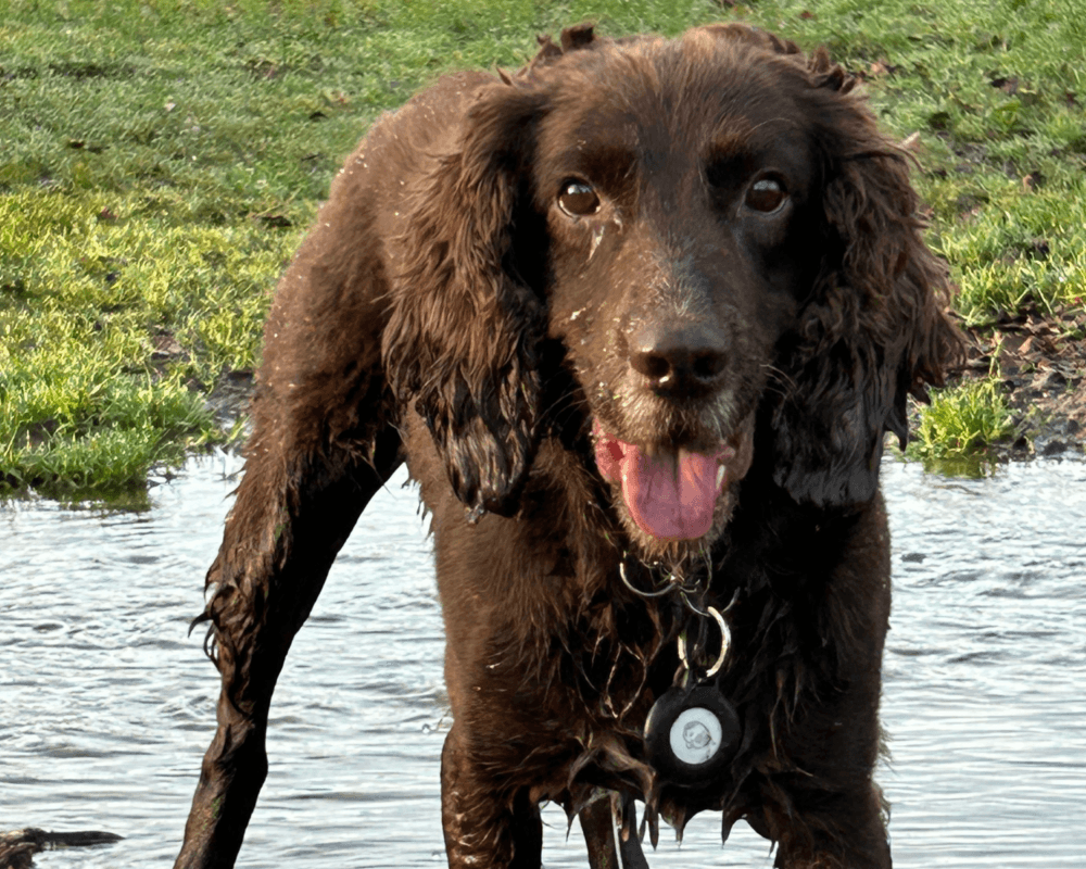 Retired police dog Chip playing in the mud