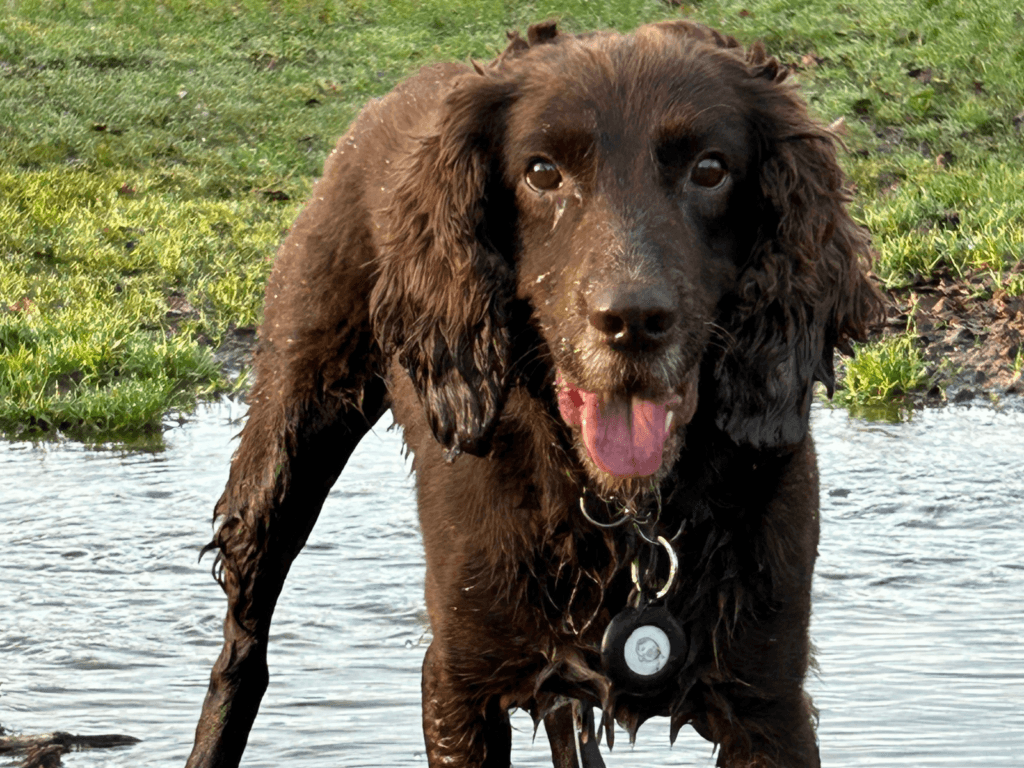 Retired police dog Chip playing in the mud
