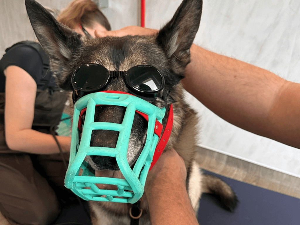 Retired police dog Audi wears special glasses during laser treatment