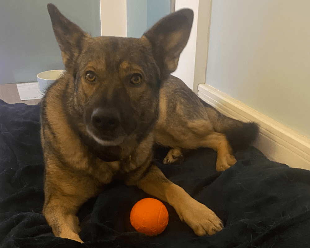 Retired police dog Billie with her ball