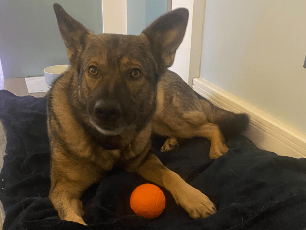 Retired police dog Billie with her ball