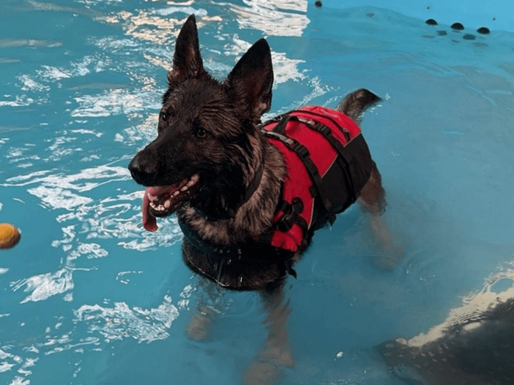 Retired police dog Drax during hydrotherapy