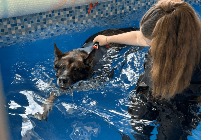Specialist treatment to get RPD back on his paws