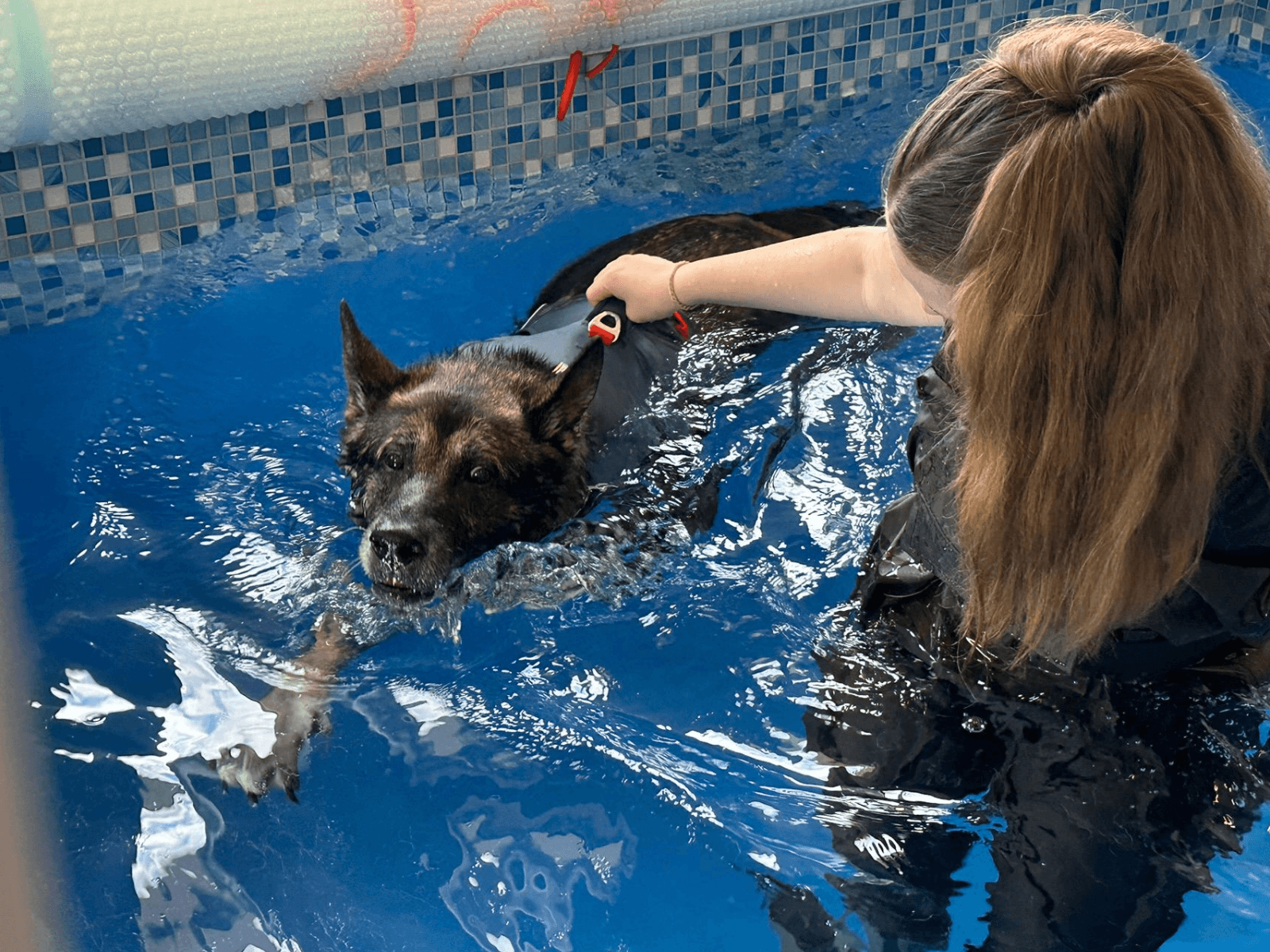Retired police dog Audi has hydrotherapy