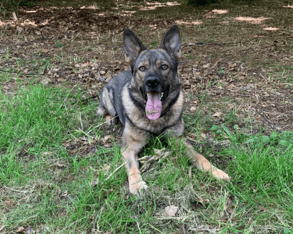 Retired police dog Billie on a walk