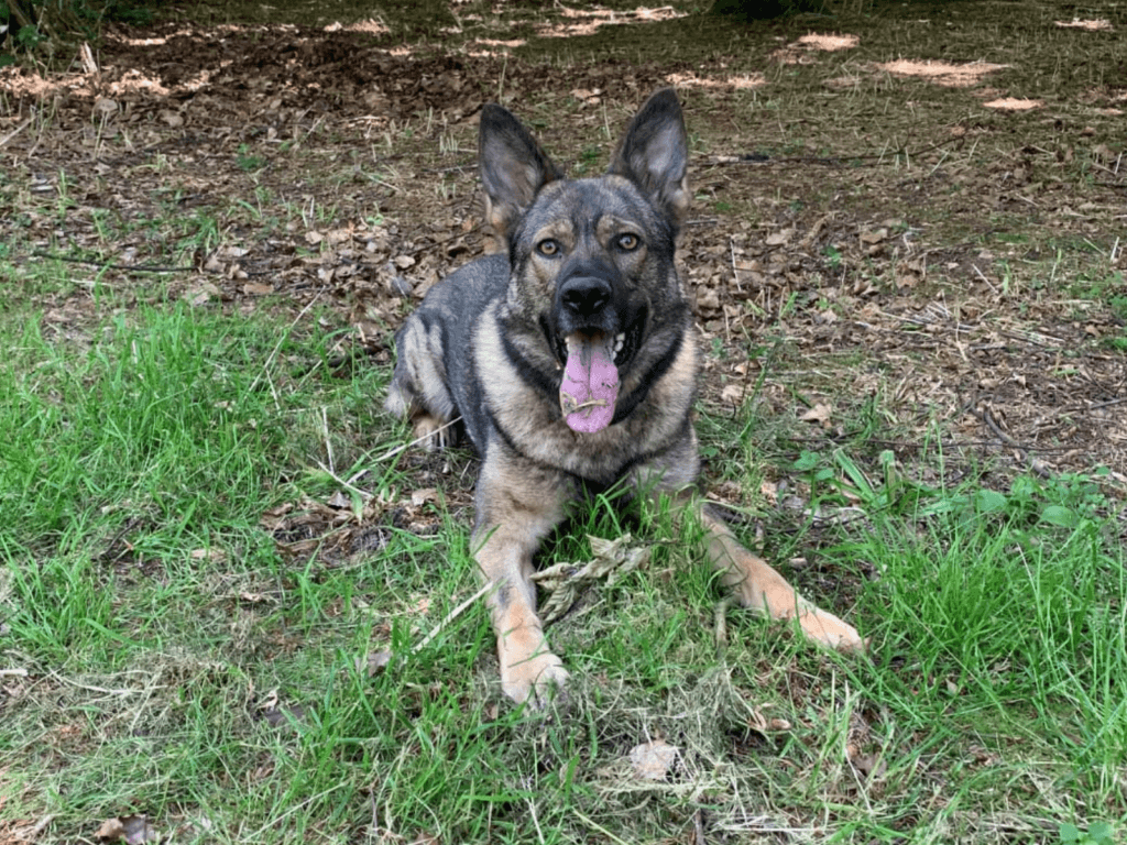 Retired police dog Billie on a walk