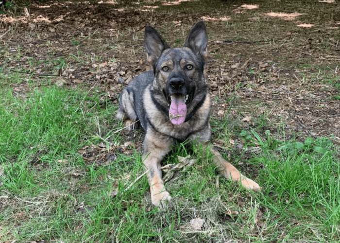 Retired police dog Billie on a walk