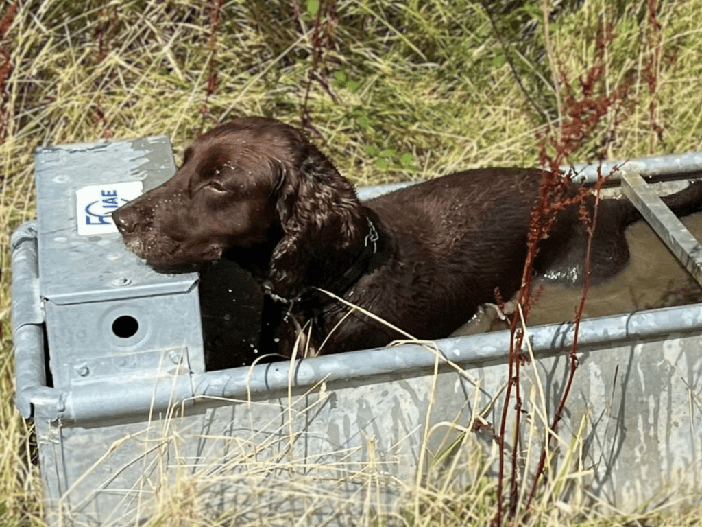 Retired police dog Chip cooling down in a water trough